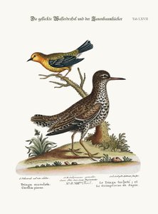 The Spotted Tringa, and the Pine-Creeper